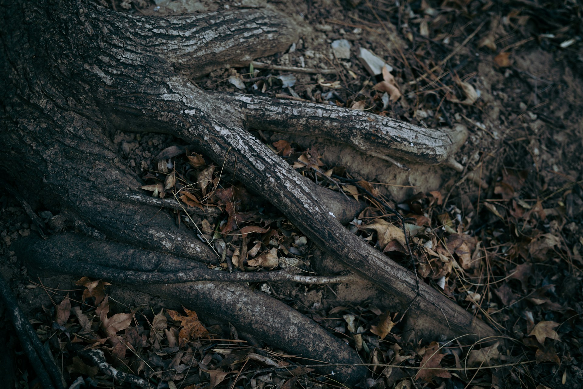 Tree Root Damage